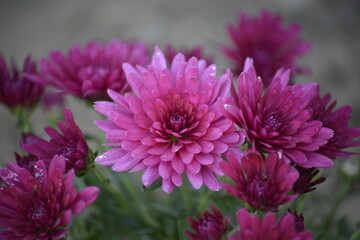 Lila Blütenpracht: Rosa-violette Chrysanthemen im Garten