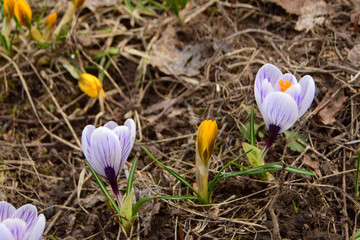 purple-white and yellow crocuses bloom in a flowerbed in the garden in spring