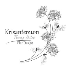 krisantemum flowers sketch black colors in white background.