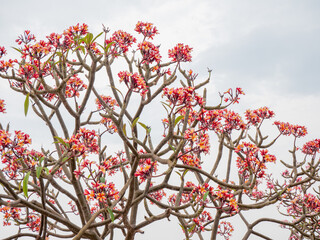 Plumeria flowers beautiful flowers in the garden ,white flower asian,  frangipani flower, leelawadee