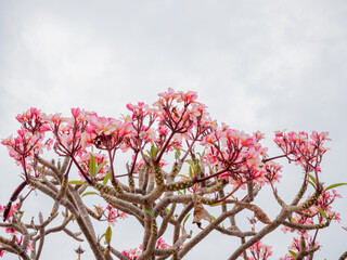Plumeria flowers beautiful flowers in the garden ,white flower asian,  frangipani flower, leelawadee