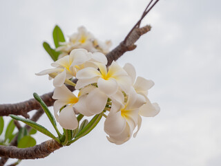 Plumeria flowers beautiful flowers in the garden ,white flower asian,  frangipani flower, leelawadee