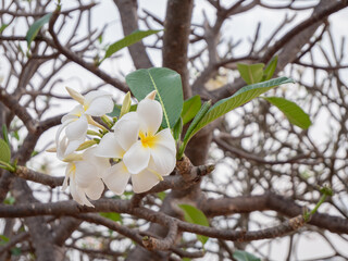Plumeria flowers beautiful flowers in the garden ,white flower asian,  frangipani flower, leelawadee