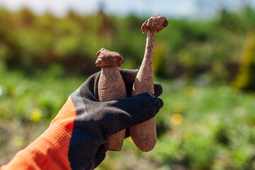 Close up of dahlia tubers in gardener's hand. Planting roots. Working with plants in spring garden.