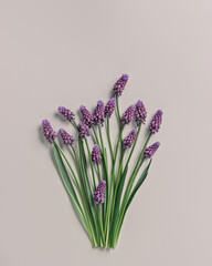 Spring floral pattern, Grape hyacinth Muscari flowers. Purple muscari bouquet. Minimal nature flowery still life, blooming plant on beige background. Spring seasonal styling, flat lay