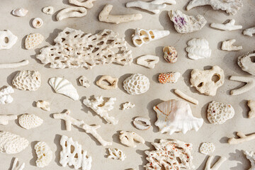 Sea shells, corals, sea stones with sun shadow at sunlight, nature photo of different white shell...