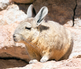 Close photo of southern viscacha