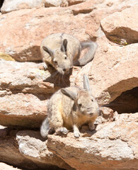 Naklejka premium Close photo of southern viscacha