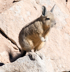 Close photo of southern viscacha