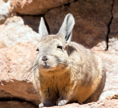 Close photo of southern viscacha