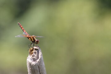 Sympetrum speciosum red dragonfly in Osaka, Japan