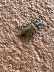 black,insect,nature,,bug,vegetable,green,red,
