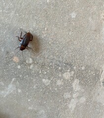black,insect,nature,,bug,vegetable,green,red,