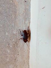 black,insect,nature,,bug,vegetable,green,red,