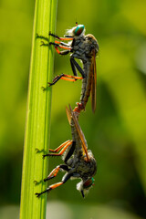 spider on a leaf