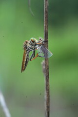 dragonfly on a branch