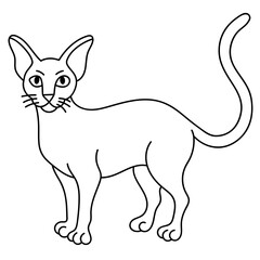 abyssinian