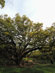 志々島の大楠【香川県三豊市詫間町（志々島）】4