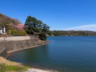 陽光桜と満濃池【香川県仲多度郡まんのう町】2