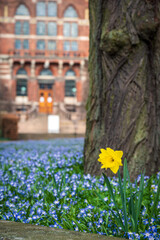 Single daffodil flower in field of blue scilla flowers in a park in Lund Sweden