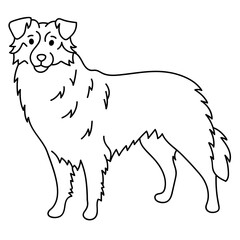 australian shepherd