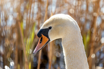 Mute Swan (Cygnus olor) - Europe & Asia, introduced to North America & other regions