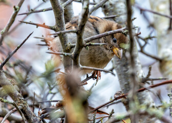 House Sparrow (Passer domesticus) - Found worldwide