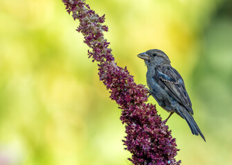 House Sparrow (Passer domesticus) - Found worldwide