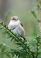 House Sparrow (Passer domesticus) - Found worldwide