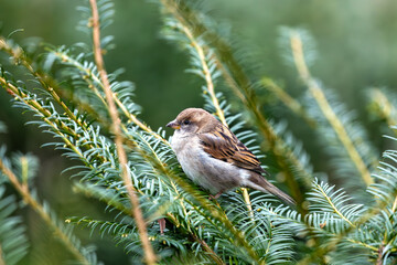 House Sparrow (Passer domesticus) - Found worldwide