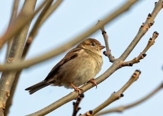 House Sparrow (Passer domesticus) - Found worldwide
