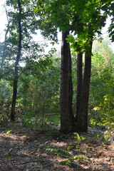 Unusual Trees and Park Scenes