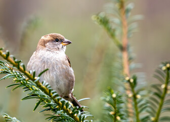 House Sparrow (Passer domesticus) - Found worldwide