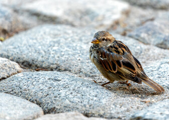 House Sparrow (Passer domesticus) - Found worldwide