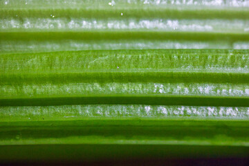 Anstract picture from a close up photogaphy of green celery
