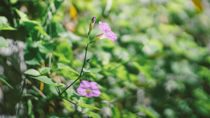 Close up shot of tiny purple wild flowers