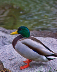 duck on the edge of the river: close up