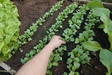 farmer cleans radish plants growing too close together. remove radish plant. thinning crop.