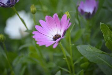 Fototapeta premium Sanfte Eleganz in Lila: Detail einer blühenden Pflanze