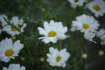 Bl&uuml;tenmeer wei&szlig;er Margeriten-Sommerliche Leichtigkeit in der Natur