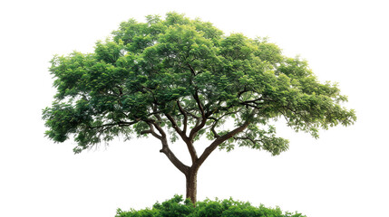 Obraz premium a tree on a white background