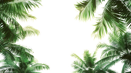 Fototapeta na wymiar coconut leaves on white background