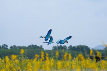 blue and yellow macaw free flying on the sky