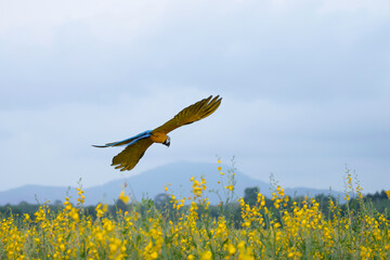 blue and yellow macaw free flying on the sky