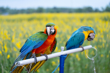 blue and yellow with Catalina Macaw parrot Standing on an aluminum bar