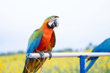 Hybrid Catalina Macaw parrot Standing on an aluminum bar