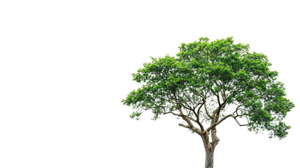 a tree on a white background
