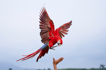 Scarlet Macaw free flying on the sky 