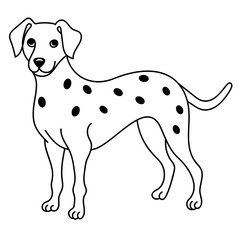 dalmatian