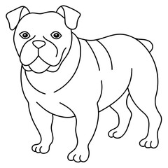 bulldog